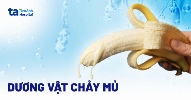 Chó đực bị viêm bao quy đầu gây sưng và tiết dịch vàng hoặc xanh lá ở bộ phận sinh dục